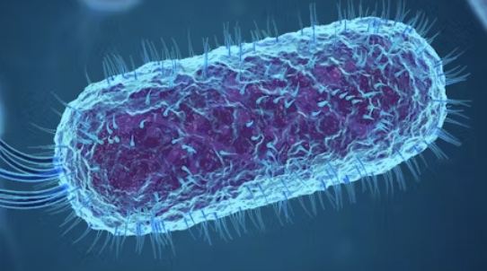 Escherichia coli micrograph