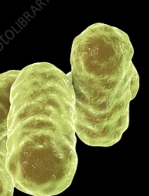 Enterobacter spp. micrograph