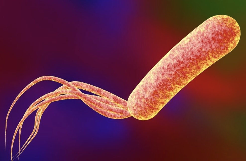 Pseudomonas aeruginosa micrograph