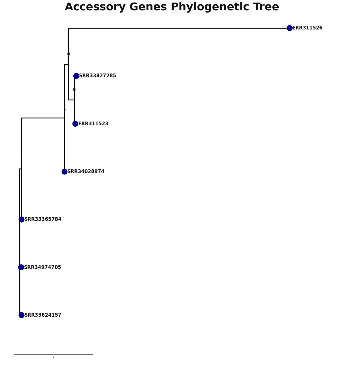 Phylogenetic tree