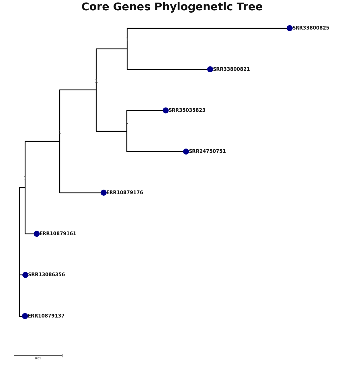 Phylogenetic tree