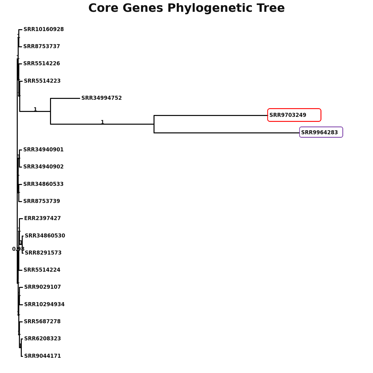 Phylogenetic tree
