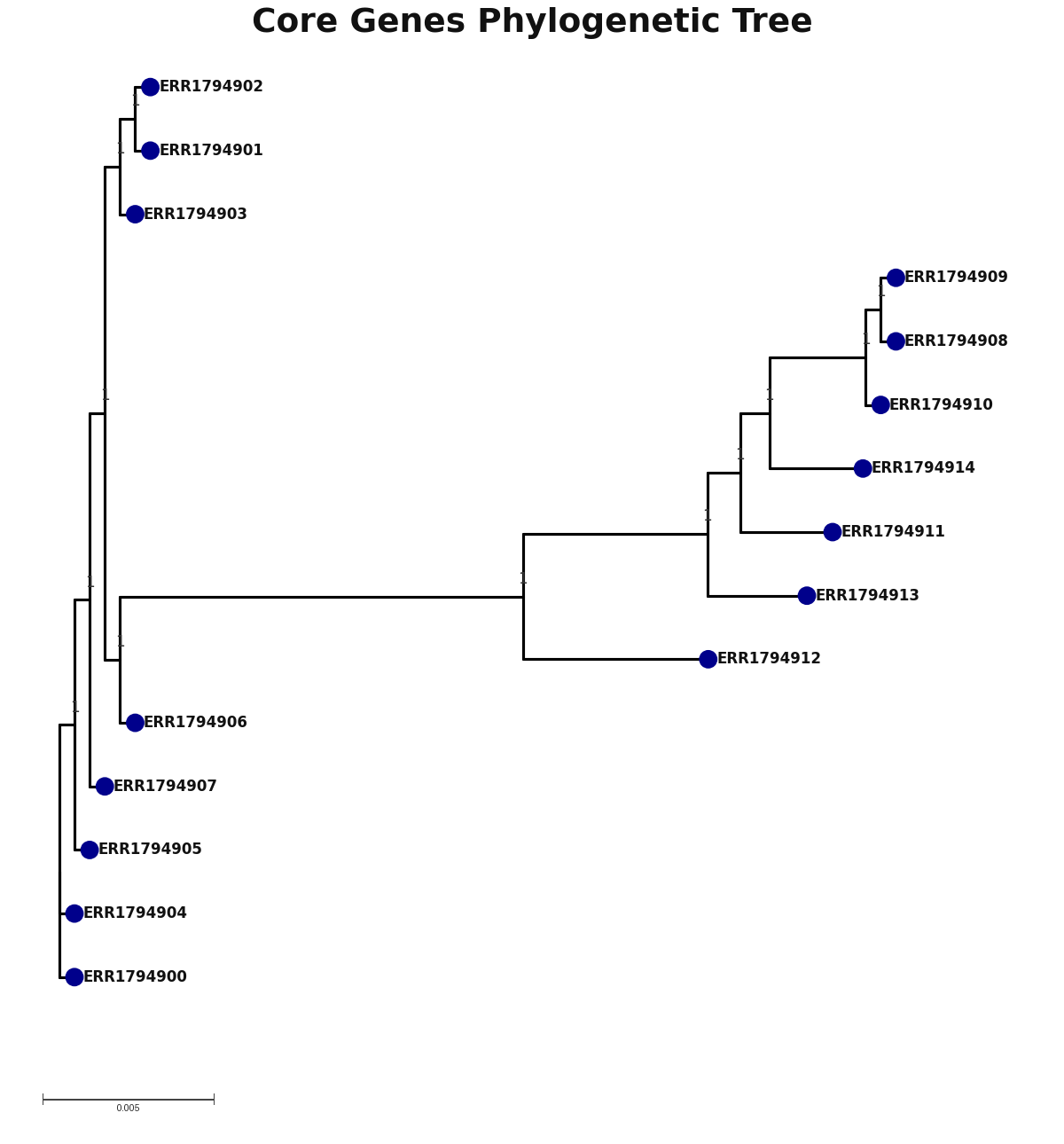Phylogenetic tree