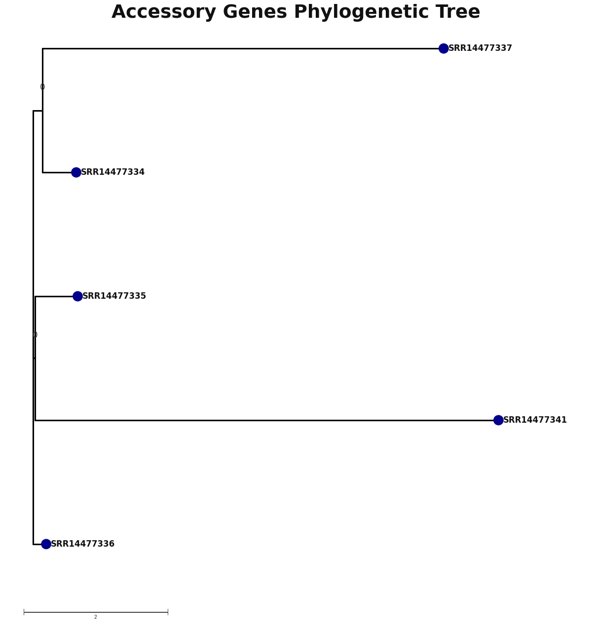 Phylogenetic tree