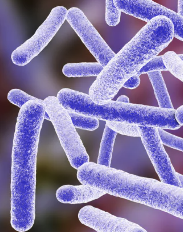 Nontuberculous mycobacteria image
